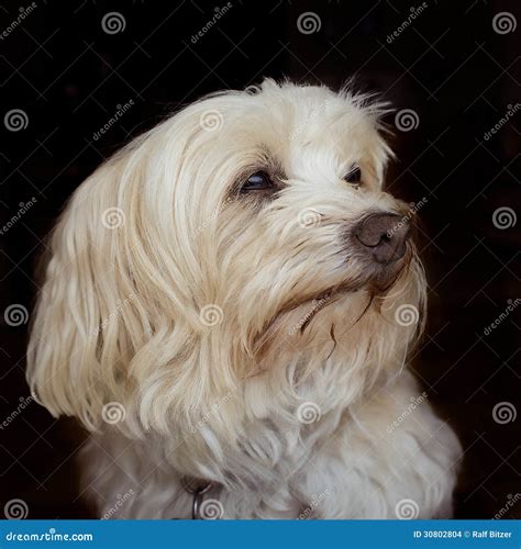 Do All Havanese Have Long Hair