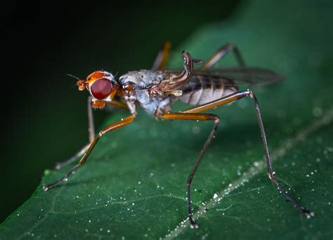 Kostenlose Foto Pest Wirbellos Makrofotografie Fliege Drosophila