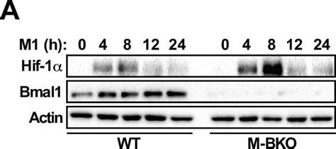 Hif Alpha Antibody Nb Bio Techne