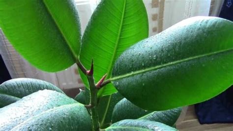 How to propagate ficus. Reproduction of ficus cuttings at home