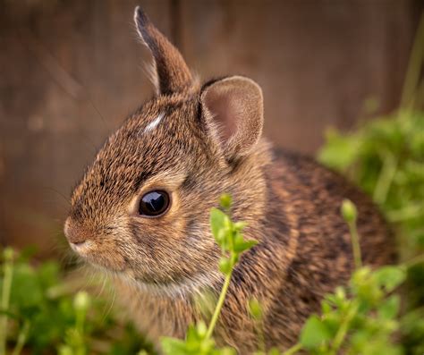 Baby Bunny Small Juvenile Cottontail I Discovered While Mo Flickr