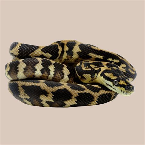 darwin carpet python
