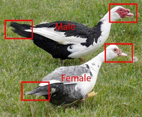 Muscovy Duck Male And Female Differences Bird Information Muscovy