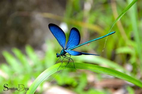 Sapphire Dragonfly Spiritual Guidance - SpiritualDesk