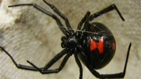 Black Widow Spider Bites On The Rise In Oklahoma