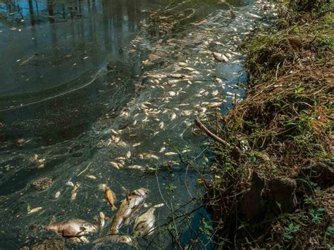 Impacto De La Proliferaci N De Algas En Nuestros Alimentos Azules