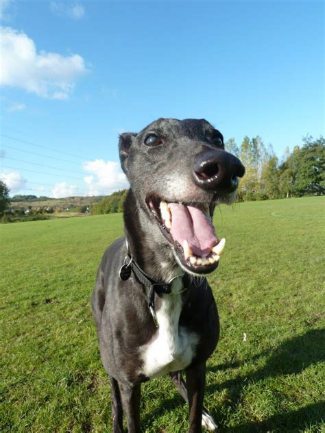 Black Dogs Are Beautiful Too They Certainly Are