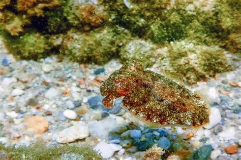 Cuttlefish Camouflage. Cuttlefish Swimming Underwater Stock Photo - Image of scuba, camouflage ...