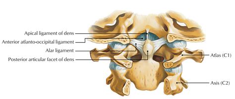 Dens (Odontoid Process) – Earth's Lab