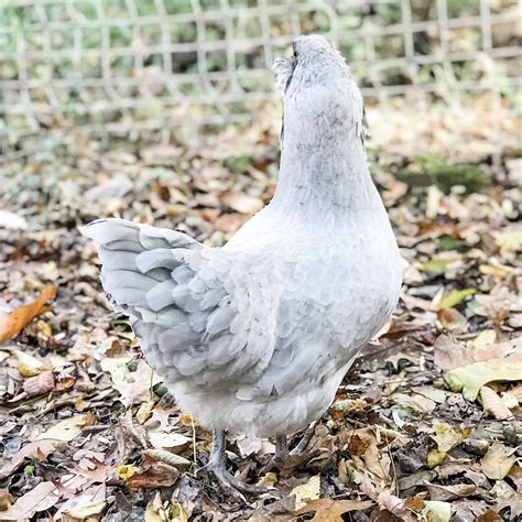 Lavender Ameraucana Eggs