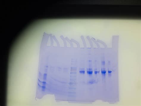 Solved What Are The Rf Values For The Attached SDS PAGE In Chegg