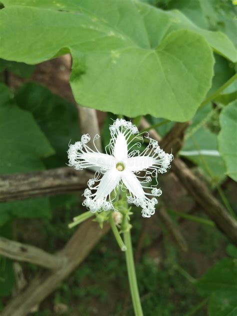 Snake Gourd Flower Stock Photos Free Royalty Free Stock Photos