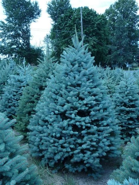 Colorado Blue Spruce Plant Care And Growing Basics Water Light Soil