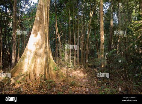 La Luz Solar Penetra La Densa Vegetaci N En La Selva Amaz Nica