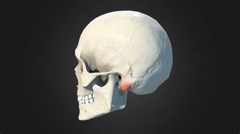 P20 Mastoid Process By Anatomy Next 3d Model Anatomy Human Anatomy And Physiology Flashcards