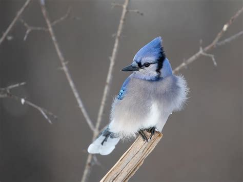 Blue Jay Nesting (Behavior, Location + Eggs) | Birdfact