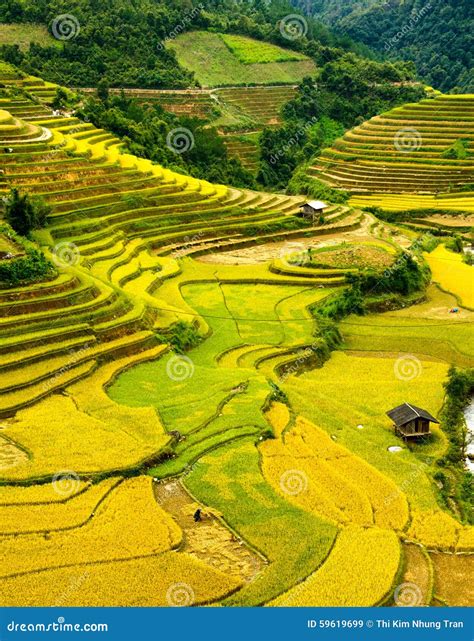 Rice Fields On Terraced Of Mu Cang Chai Yenbai Vietnam Stock Image