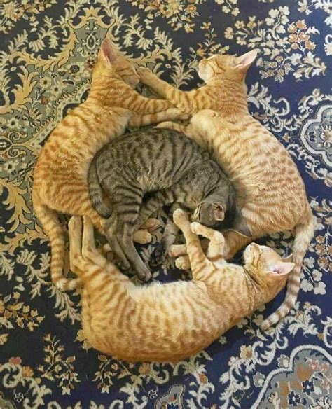 Kitties Come Full Circle 9GAG