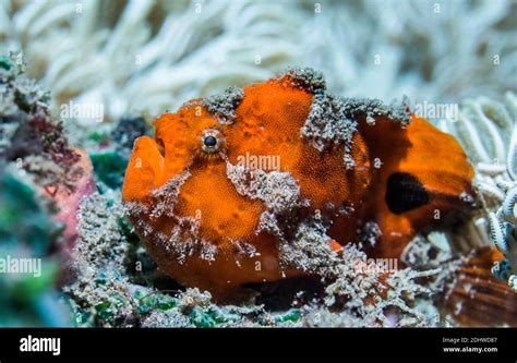 Painted Frogfish Antennarius Pictus Lembeh Strait North Sulawesi