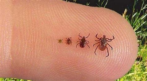 Lyme Hastal Nedir Lyme Hastal N N Belirtileri Nelerdir Nas L