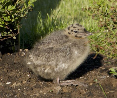 Baby seagull (OC) : r/aww