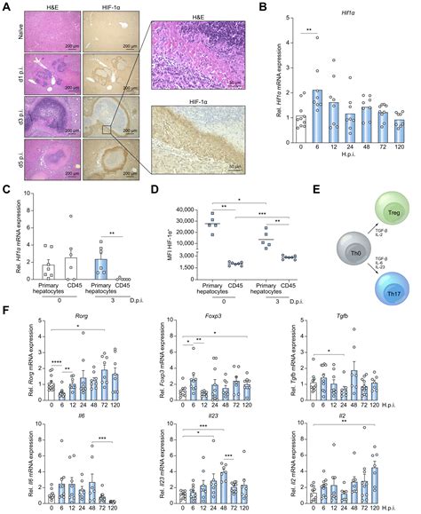 Hif Modulates Sex Specific Th Treg Responses During Hepatic