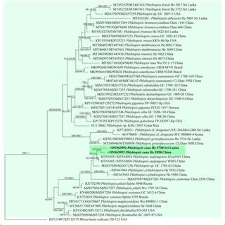 FIGURE Phylogenetic Tree Obtained From ML Analysis Of The ITS NrLSU