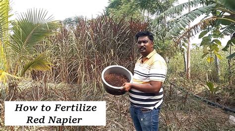 How To Fertilize Red Napier Grass Organic Fertilizer For Red Napier