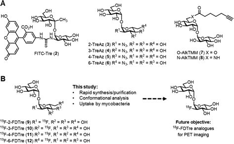 Trehalose Chair Conformation