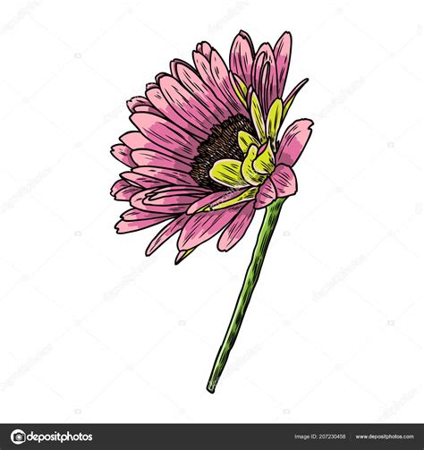 Drawing Daisy Flower Floral Hand Drawn Botanical Element Illustration