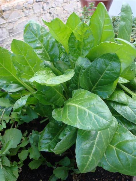 Spinach Perpetual Premier Seeds Direct