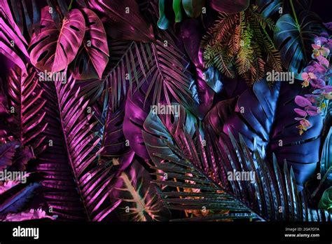 Tropical Dark Trend Jungle In Neon Illuminated Lighting For Background