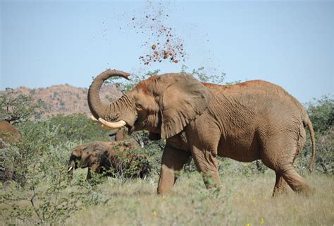 Volunteer with elephants