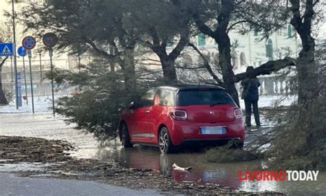 Vento Forte Sradica Alberi E Chiude Strade Livorno