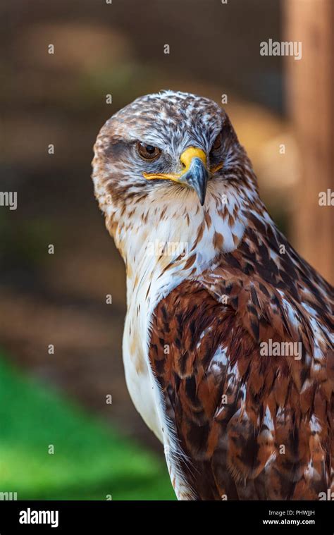 Raptor Bird Of Prey Ferruginous Hawk Buteo Reglis Female Stock