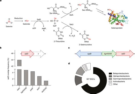 Known And New Biological Pathways For Se Incorporation A Pathway For