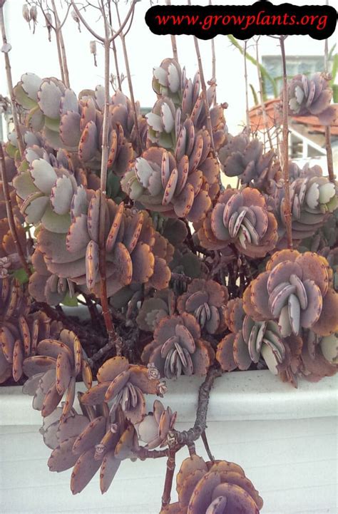 Kalanchoe fedtschenkoi - How to grow & care