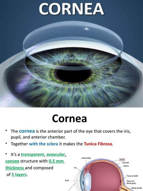 how to pronounce cornea