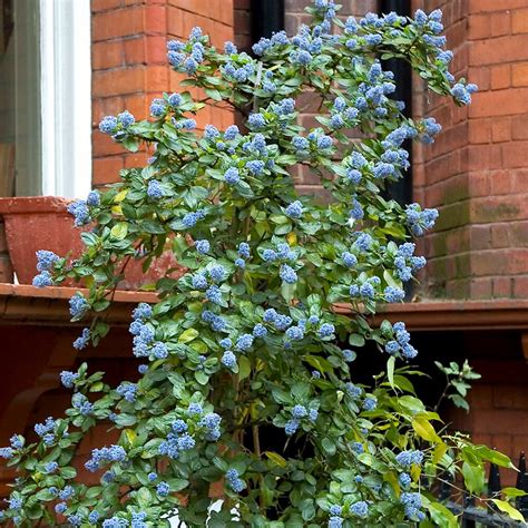 Yankee Point California Lilac Shrubs For Sale