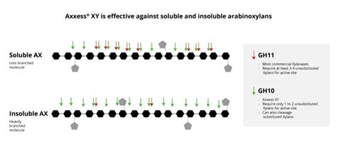 Xylanase Solutions For Broiler Feed Enzyme Innovation Finally Hits The