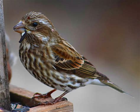 Purple Finch - Female by DasDriver on DeviantArt