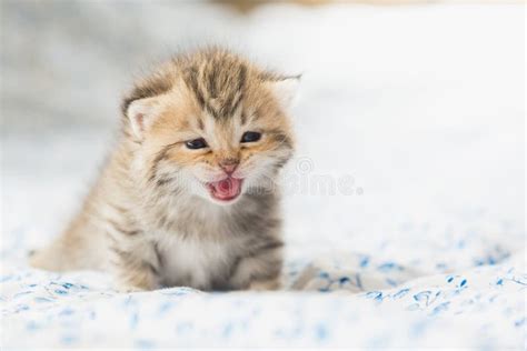 El Sentarse Lindo De Los Gatitos Del Gato Atigrado Foto De Archivo