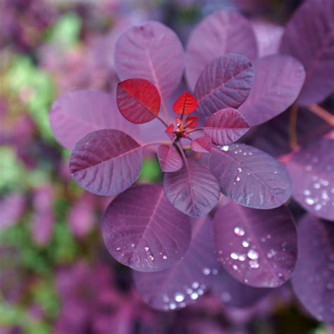 Cotinus Coggygria Royal Purple Clarenbridge Garden Centre