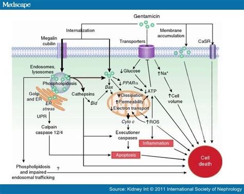 T dm1 mechanism of action - bikelopez