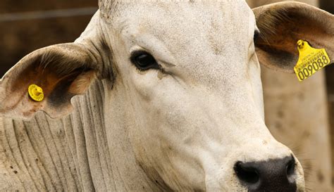 Rastreabilidade de carne bovina entenda a sua importância