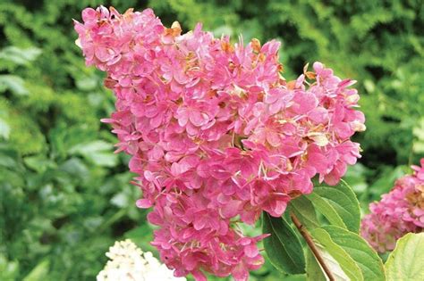 Гортензия метельчатая розовая - TheFlowers