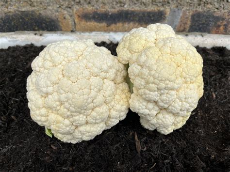 Cauliflower All Year Round Seeds X 300 Dwarf All Season Vegetable