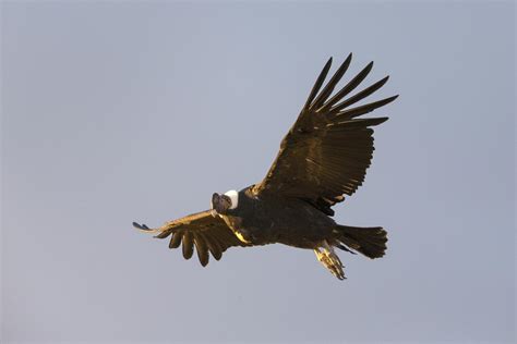 Releasing Condors In Patagonia National Park Fundación Rewilding Chile