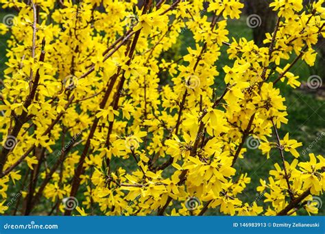 La Forsythia De La Frontera Es Un Arbusto De Hojas Caducas Ornamental