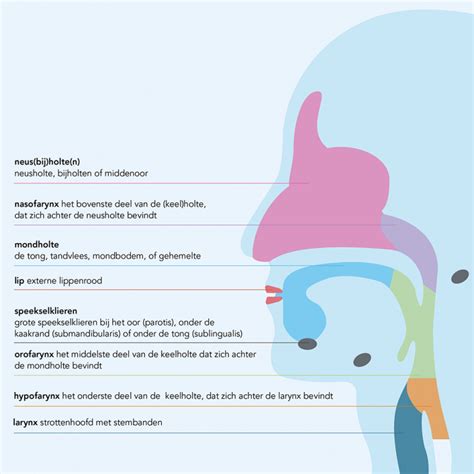 Welke Soorten Hoofd Halskanker Zijn Er Umcg Protonentherapie